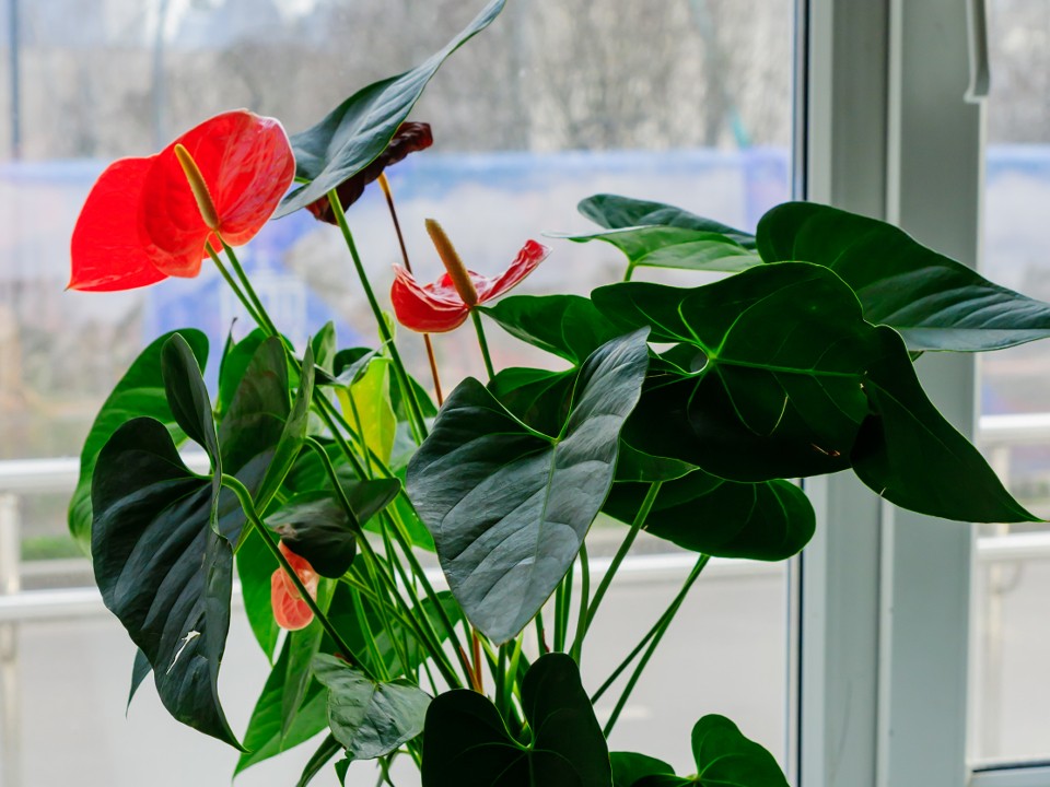 Эти цветы захватили интерьер в 2025-м: главные тренды, о которых стоит знать