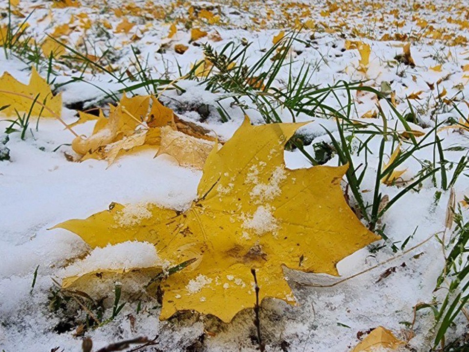 Мокрый снег и до +6°C ожидается в понедельник