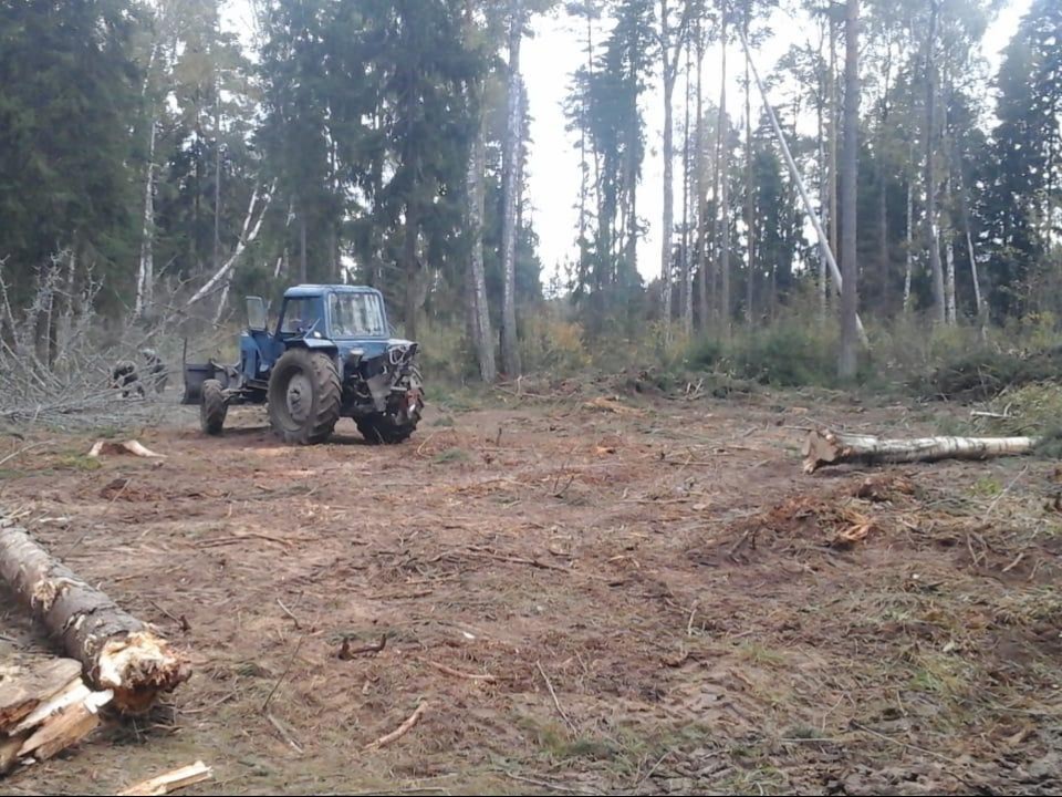 В Луковском лесу начали санитарную рубку ради здоровья деревьев