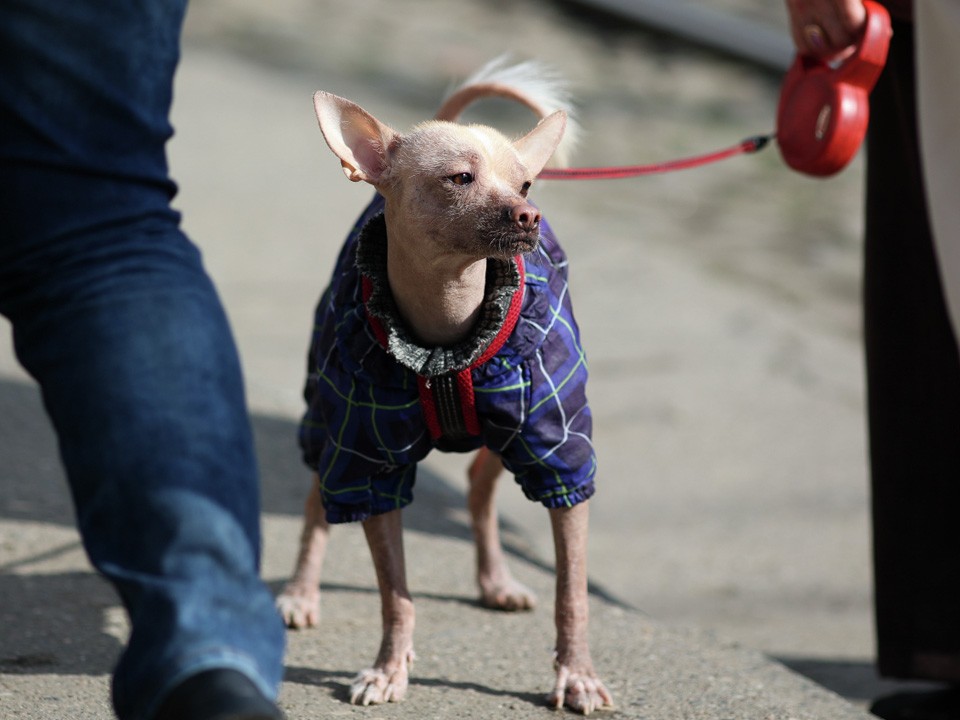 Как защитить маленьких собак от осенней сырости и хандры: советы ветеринара из Солнечногорска
