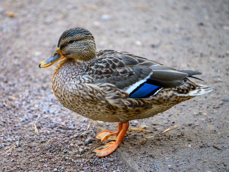 Утки, бег и мастер-классы: как интересно провести выходные в Сестрорецком парке