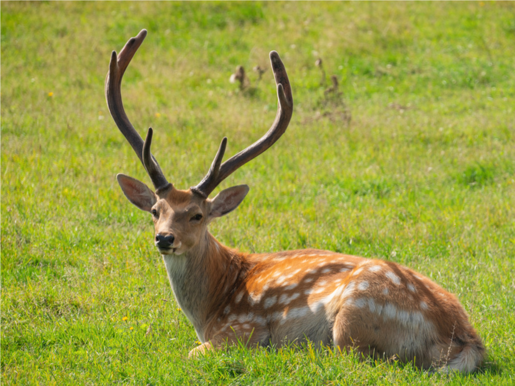 Егерь выехал на помощь оленю, попавшему в аварию на съезде с Ярославского шоссе