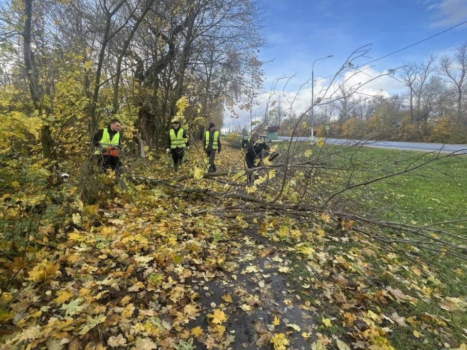 В Кашире опилили аварийные деревья вдоль трассы недалеко от Зендикова