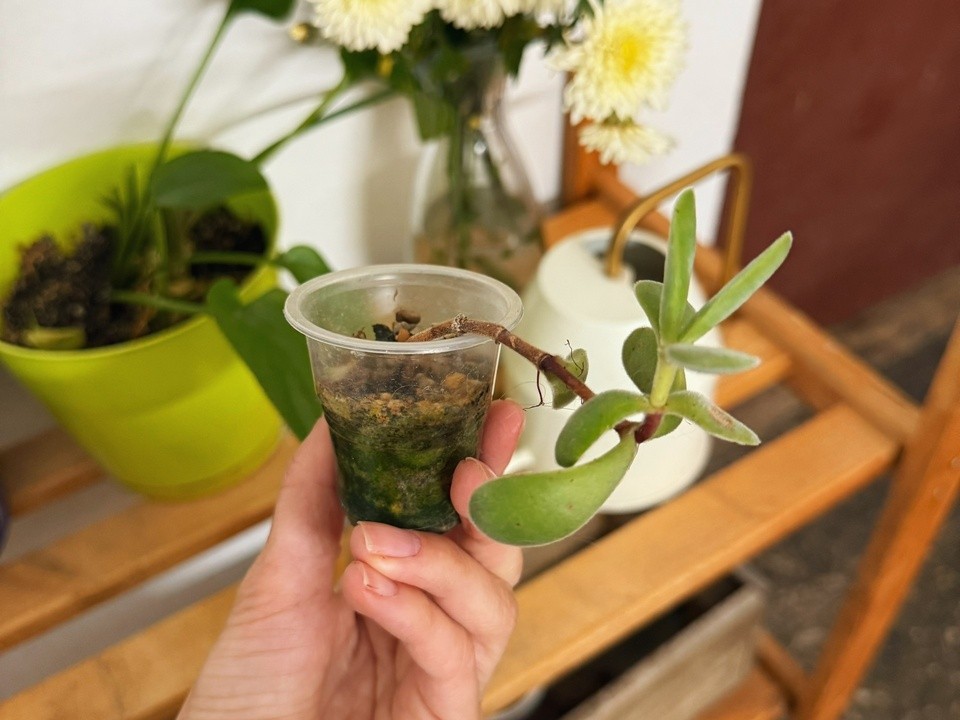 «Зеленая станция» для обмена растениями сменила локацию на «Патефонке»