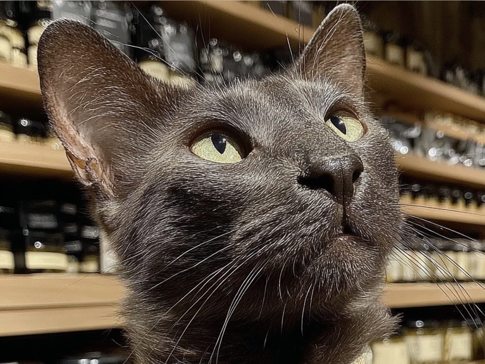 Кот устроился на работу в магазин на улице Чайковского