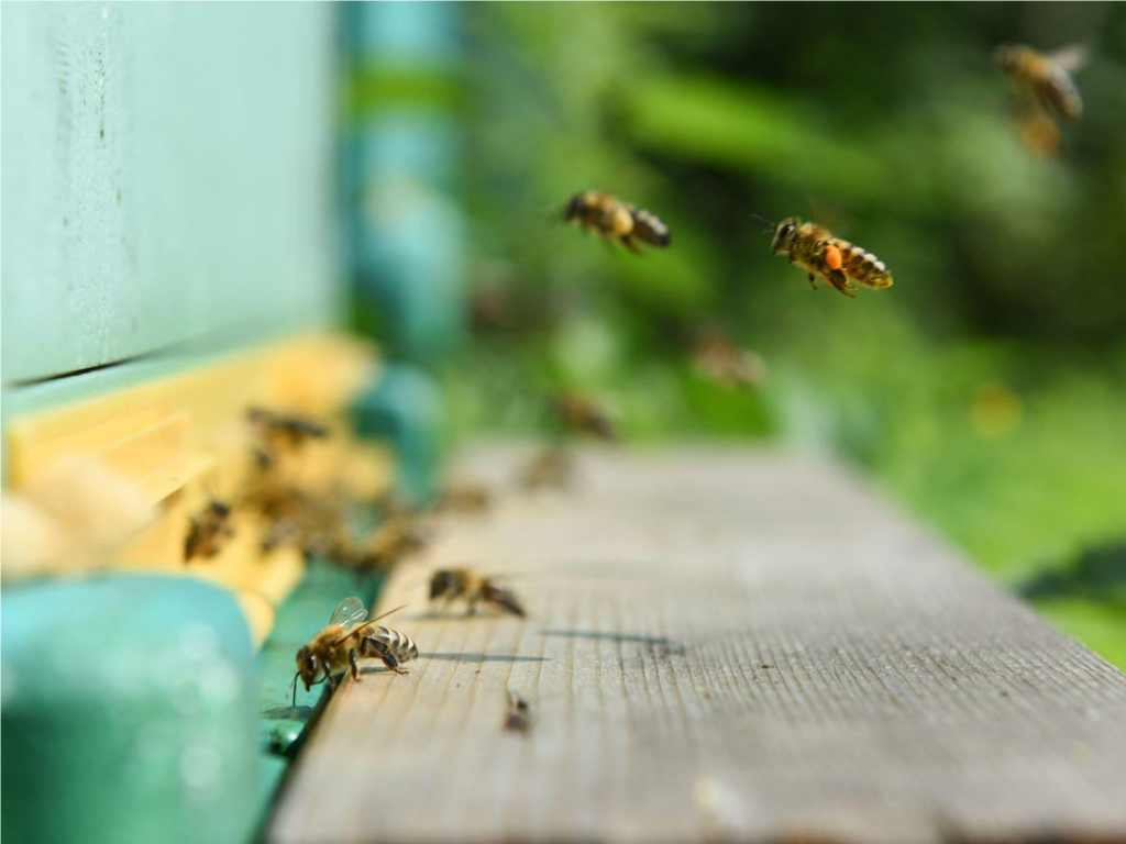 Подмосковным пчелам потребуется защита от грызунов и паразитов