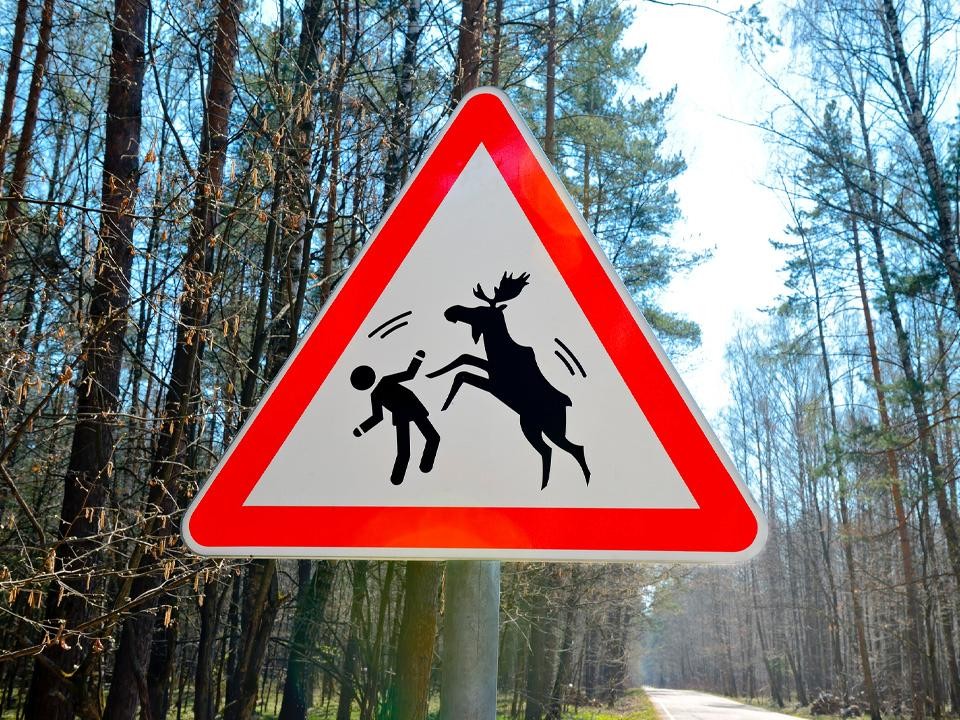 Около деревни Анциферово сбили лося