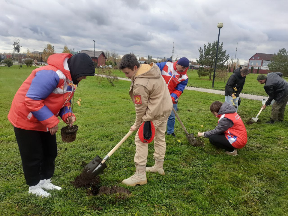 Отцовскую аллею из сирени высадили в городском парке