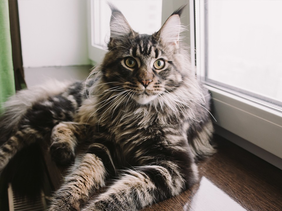 Пропала Лия: в Чехове за пропавшую кошку пообещали хорошее вознаграждение