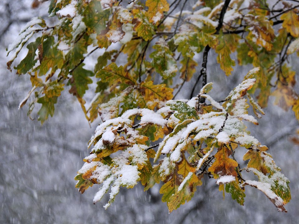 Метеоролог Тишковец рассказал, какой будет зима 2025-2026 года в Подмосковье на самом деле