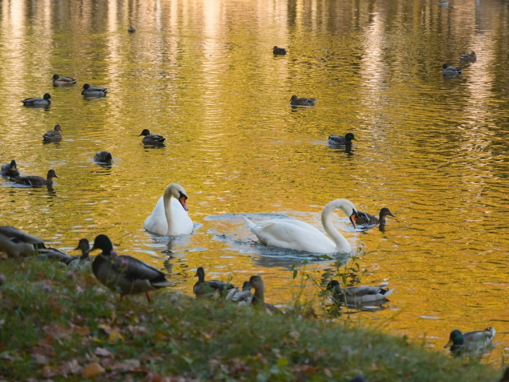 Лебеди из парка усадьбы Кривякино отправились на зимовку в питомник