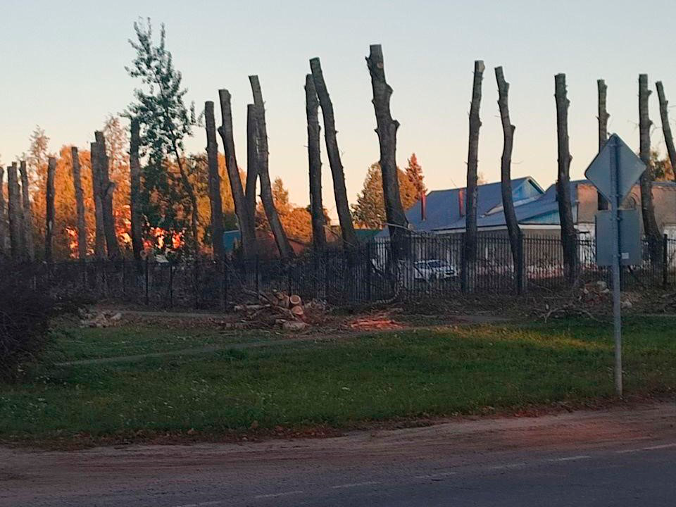 Проблему тополиного пуха в Зарайске решили обрезанием