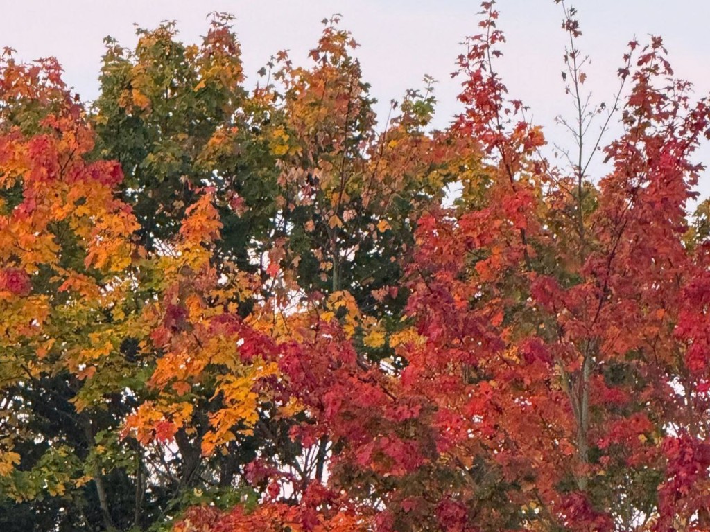 Солнце, дождь и +12: надолго ли задержится теплая погода в Подмосковье