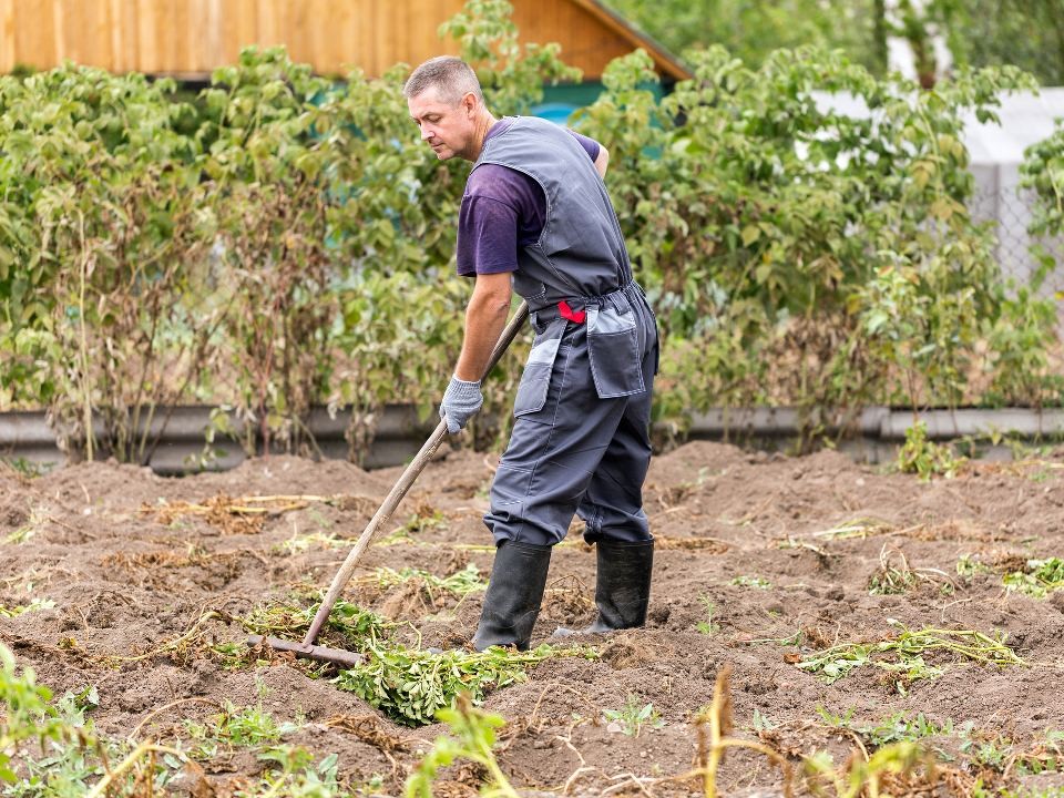 Земля в Раменском стала плацдармом для будущих голубичных плантаций