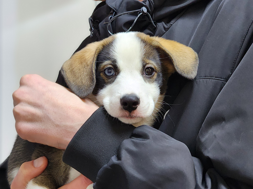 Жители округа могут бесплатно привить своих питомцев от бешенства в ноябре