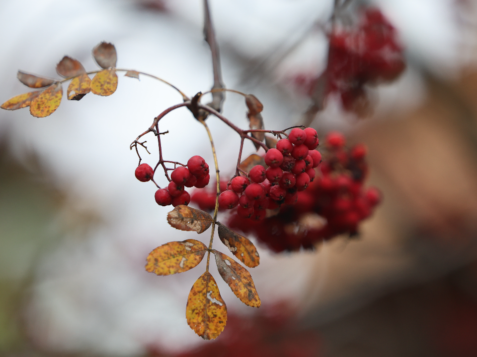Какой будет погода в Подмосковье в последнее воскресенье октября