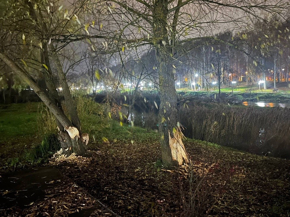 Сестрорецкий парк атаковали бобры