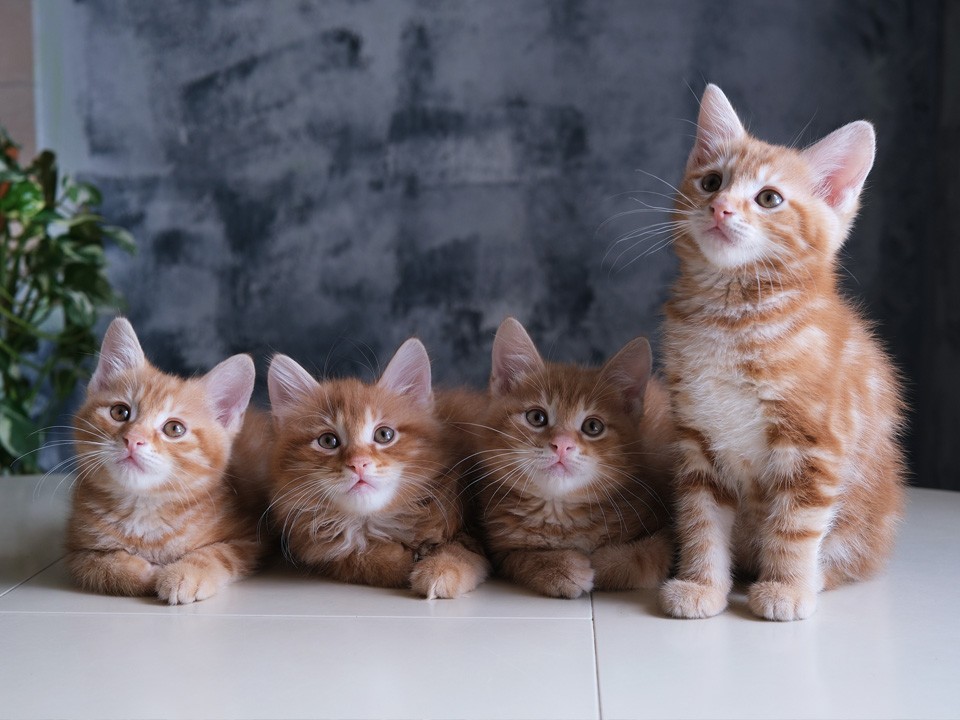 Жители Солнечногорска спасают 11 оставленных на дачах котят