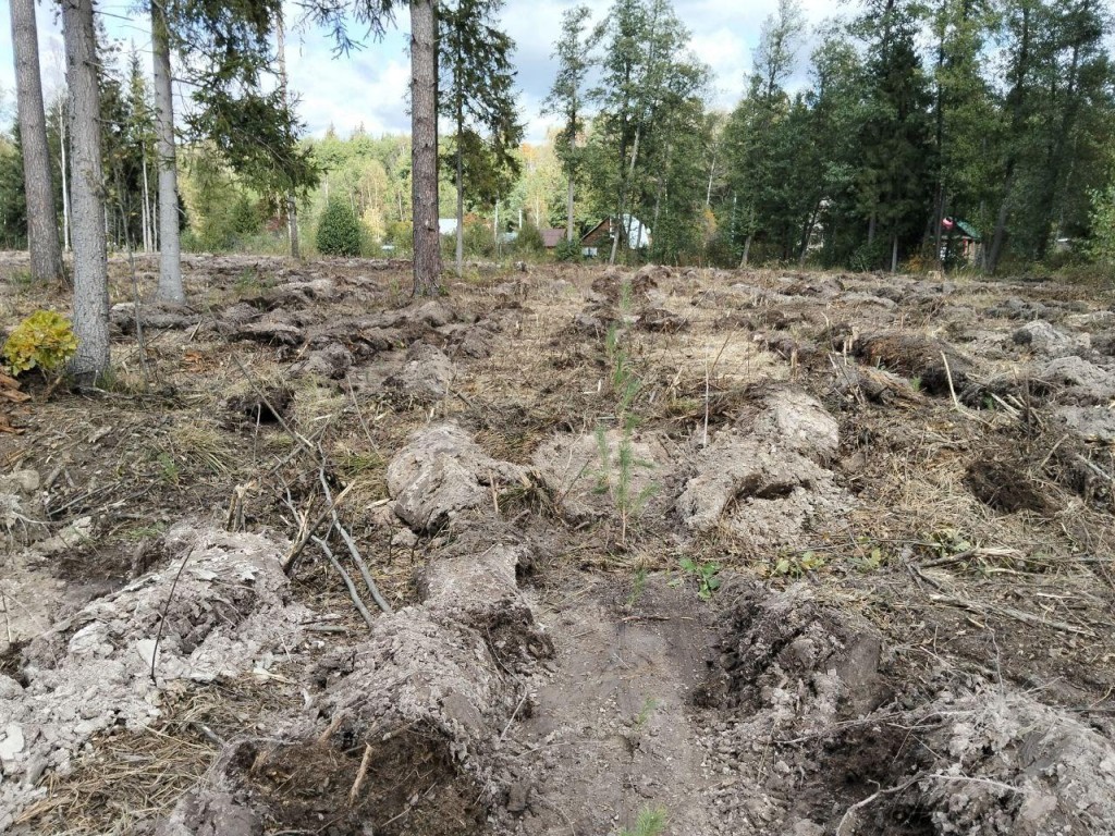 В Егорьевском округе восстановили более 90 га леса после урагана