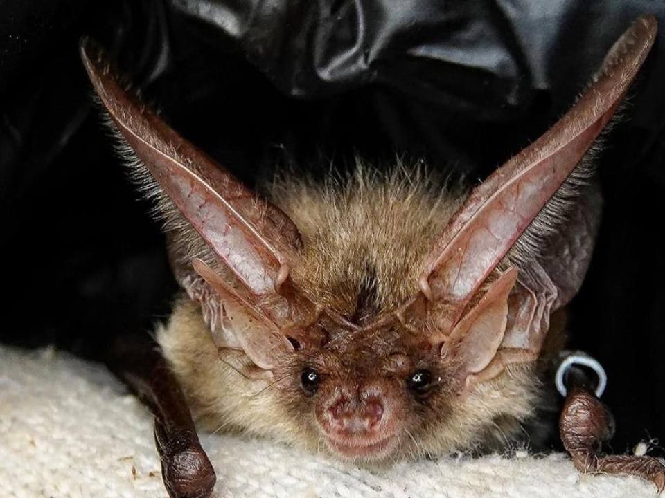 Летучие мыши пытаются залететь в окна домов Пушкино