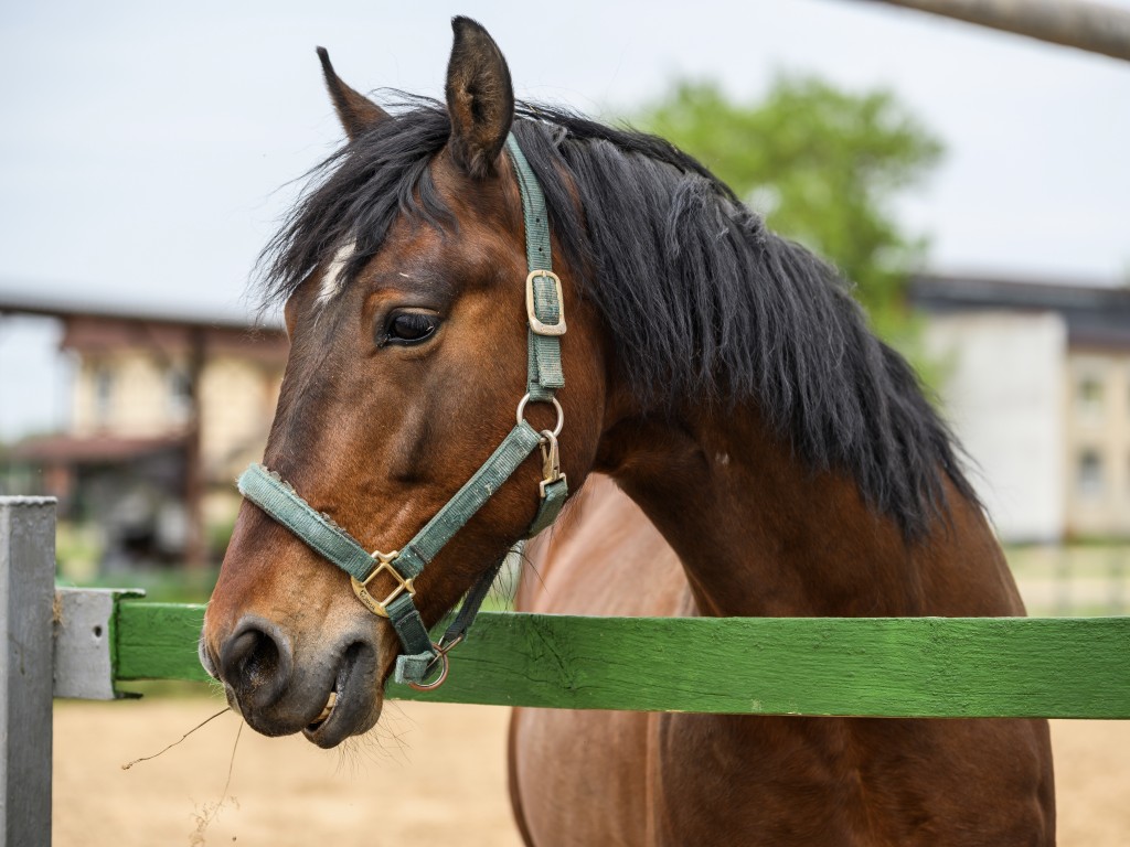 Лошадей заметили на прогулке возле сельского клуба под Воскресенском