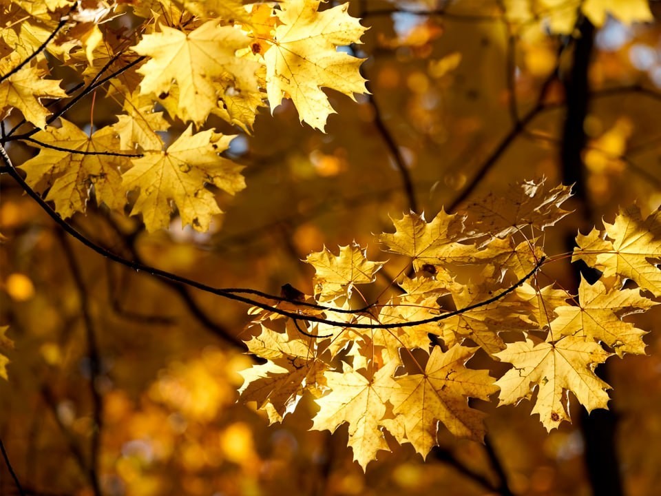 Вы не готовы к ноябрю в Подмосковье: вот что скрывают синоптики