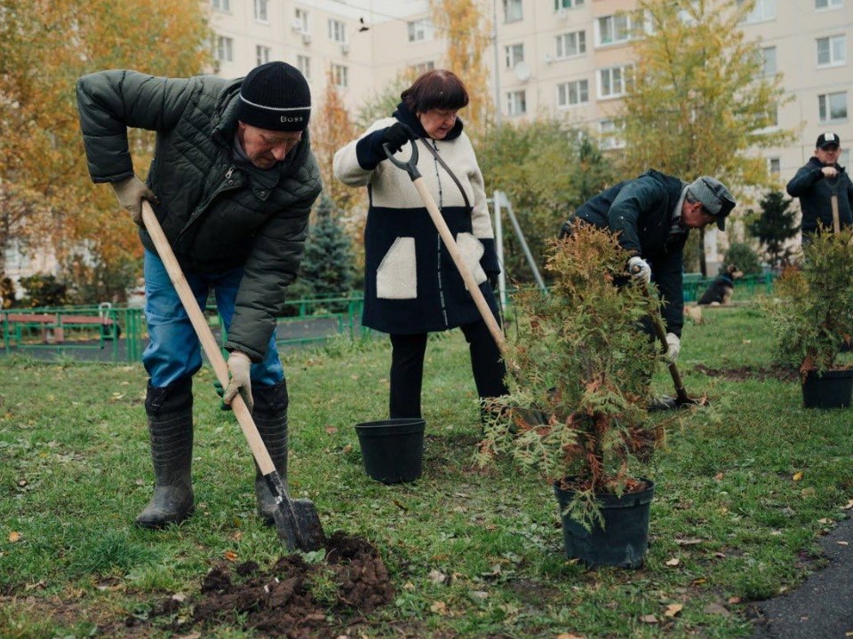 На улице Пушкина высадили аллею вечнозеленых туй