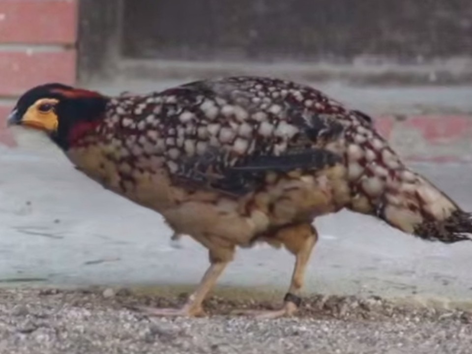 Редчайшие фазаны поселились под Волоколамском