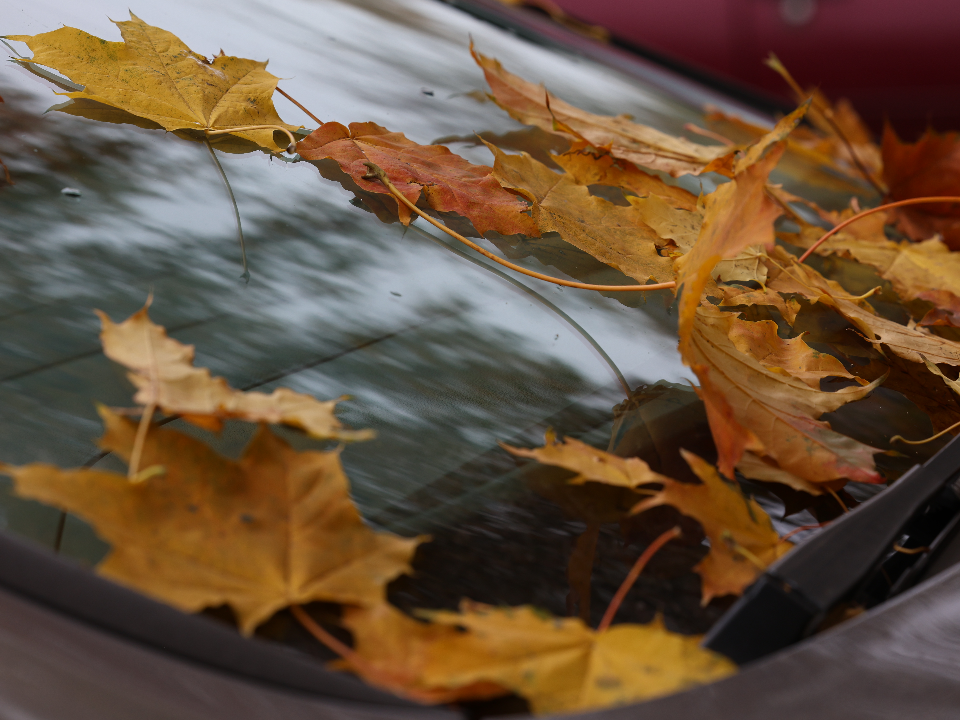 Какой будет погода в Подмосковье во второй половине октября