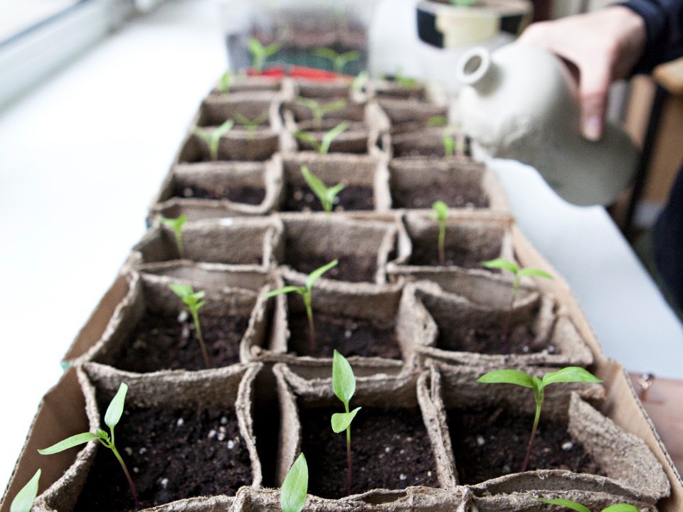 Как вырастить свежие овощи к Новому году на подоконнике: садовод раскрыла секрет успеха