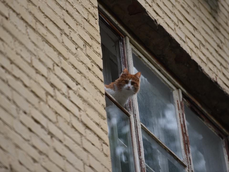 Поразил своей наглостью: кот решил пообедать кормом прямо в магазине