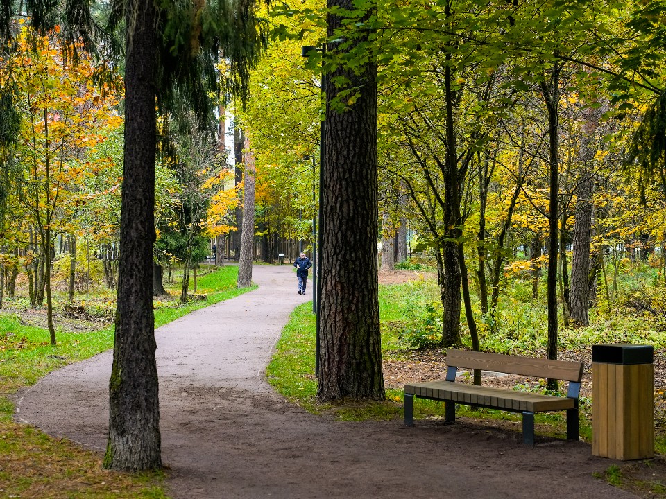 В сосновом бору Дмитрова спилили аварийное дерево