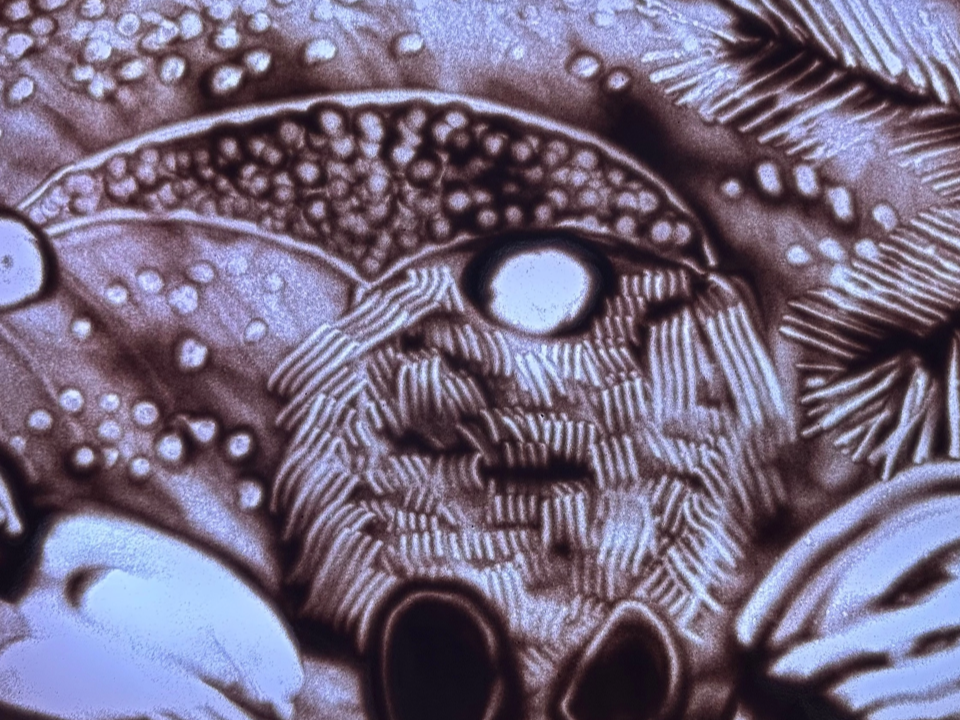 Сказка о Нарнии оживет в руках знаменитой художницы песочной анимации в Черноголовке