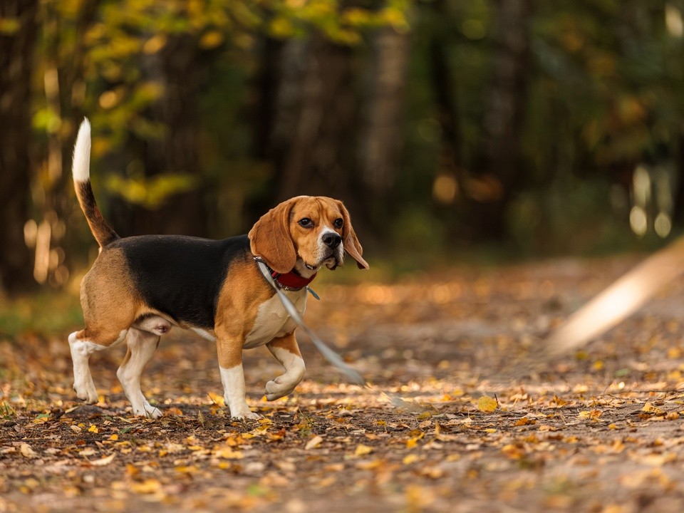 Бесплатное чипирование и вакцинация домашних животных пройдет в парке 15 октября