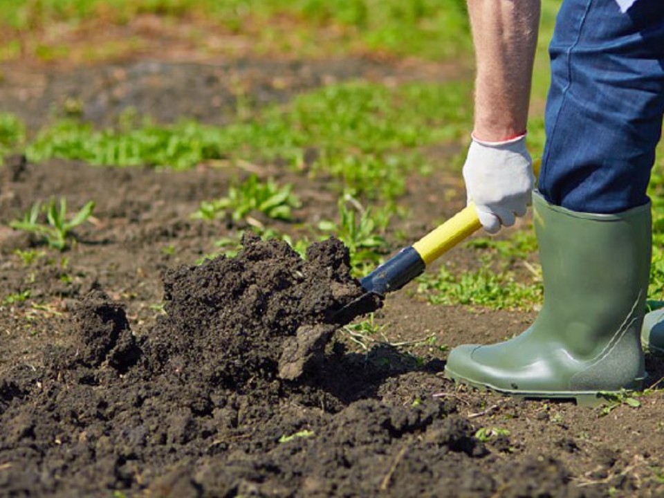 Что посеять в ноябре, чтобы весной хвастаться: сорта овощей, которые не боятся мороза