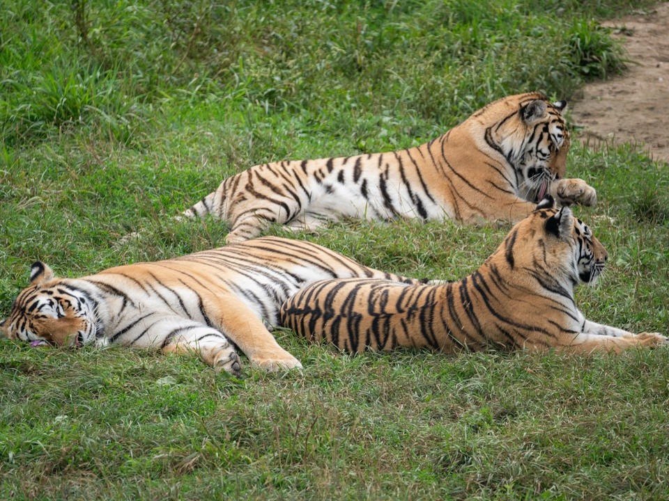 Новый дом для тигров построят в Клину