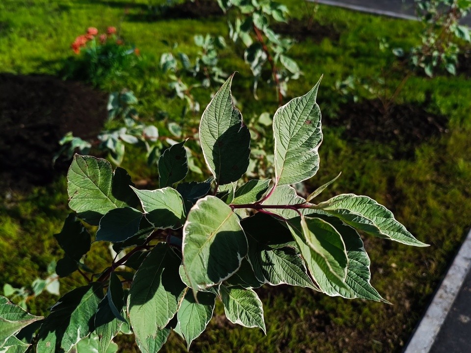Деревья и кустарники посадили в обновленном парке Защитников Москвы
