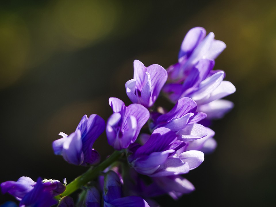 Мышиный горошек цветет в Балашихе в ноябре