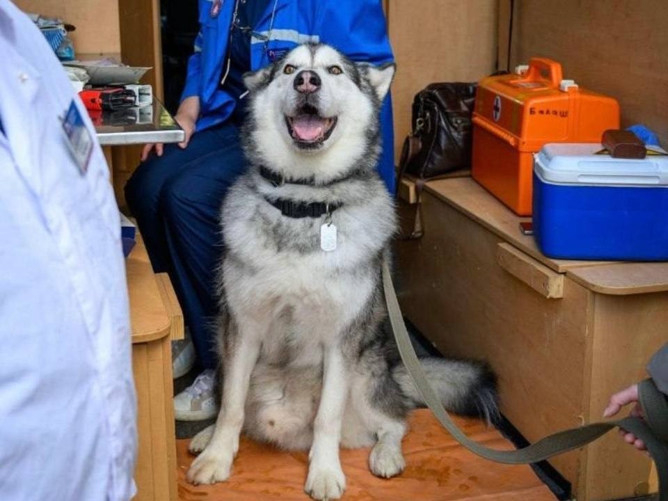 «Женщины и дети чаще становятся жертвами»: правда о нападении алабая на младенца