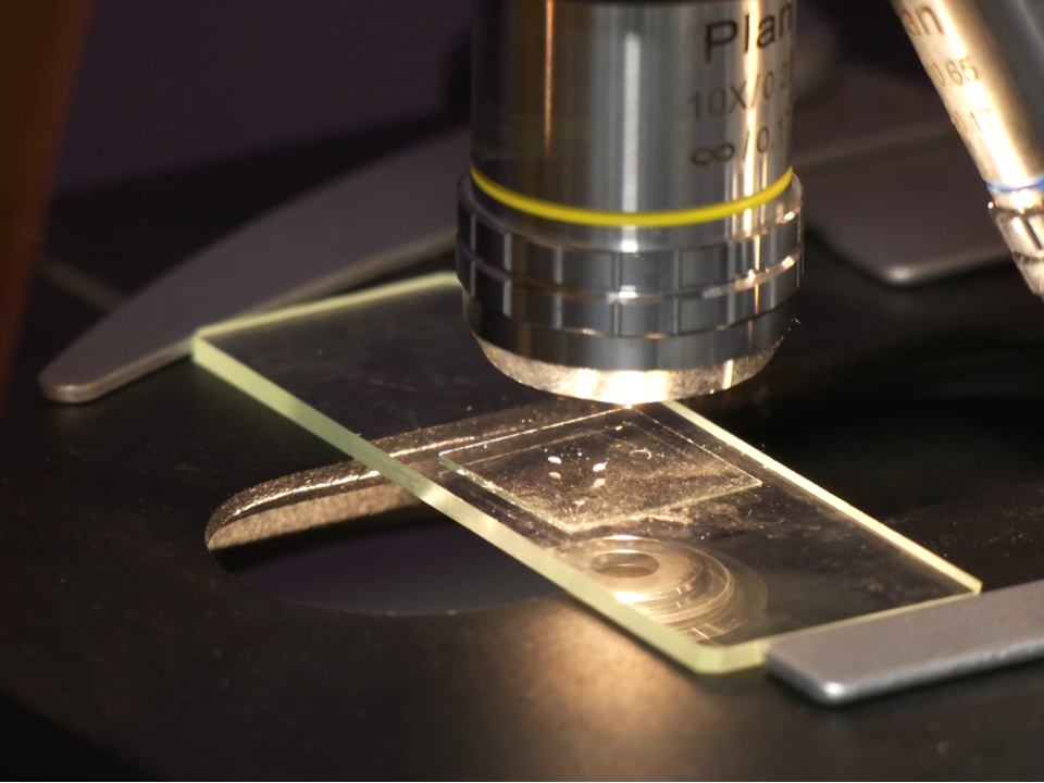 Будущие экологи из Дубны спасут природу, новым методом тестирования агрохимии