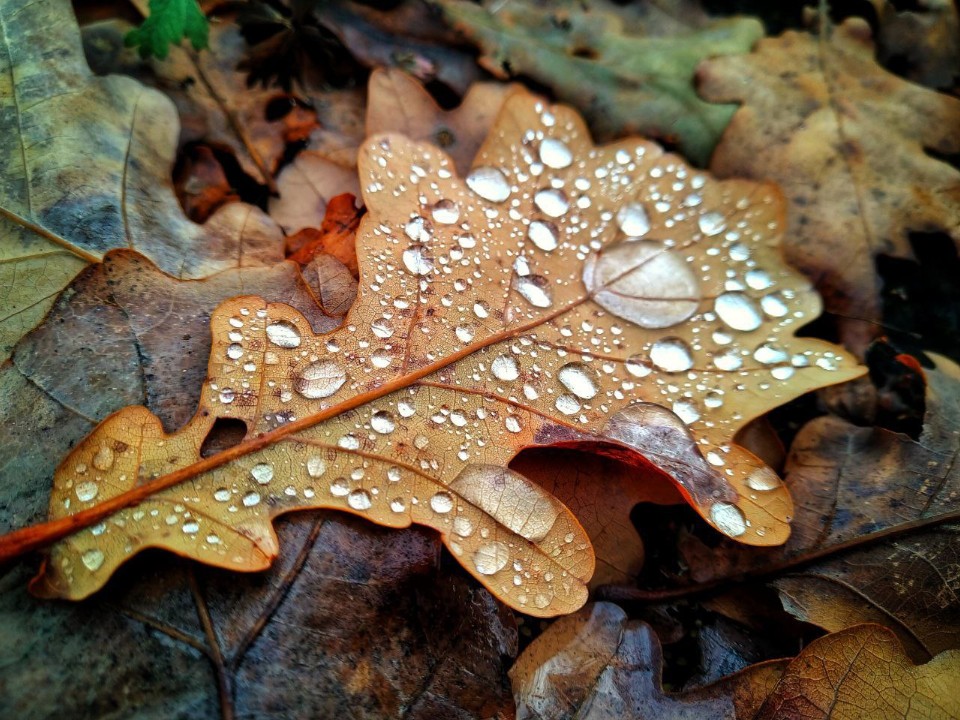 Атмосфера и вкусная еда: где в Волоколамске скоротать осенний вечер