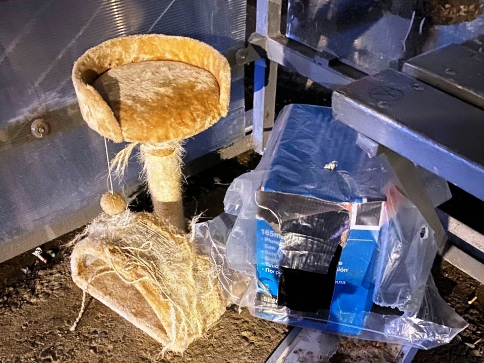 Каширяне устроили «кошкин дом» новой постоялице остановки у стадиона «Спартак»