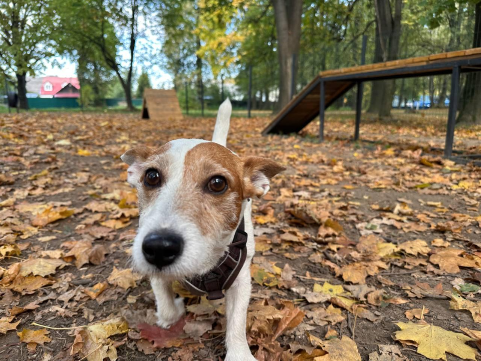 Для четвероногих жителей округа открыли специальную площадку в парке «Константиновский»