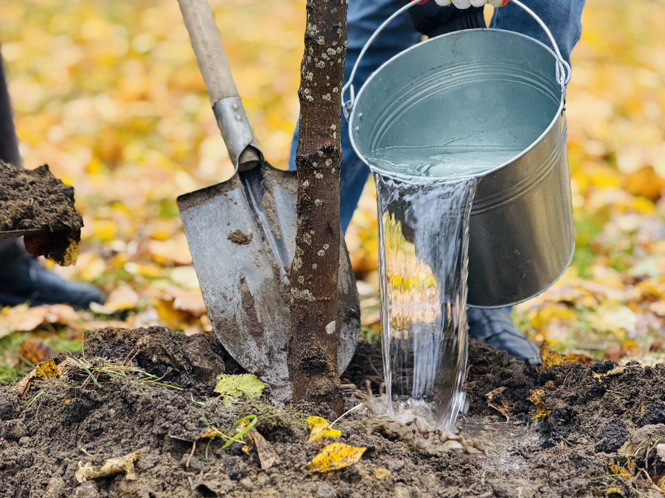 Новая дубовая аллея подарит городу зеленый оазис красоты и покоя