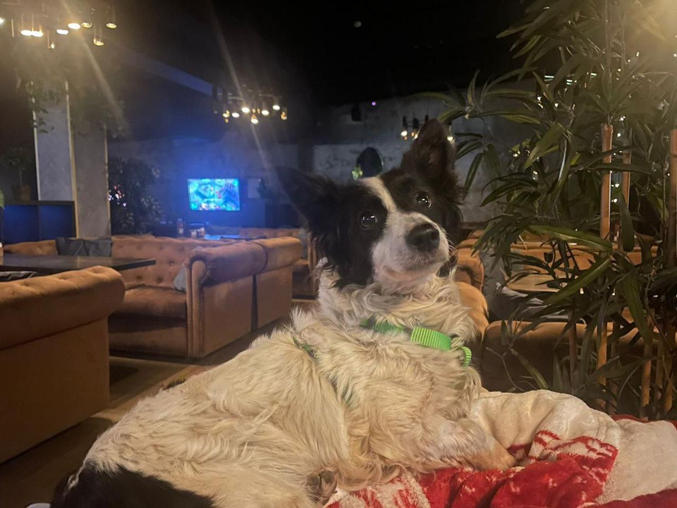 Хайкинг по Подмосковью на четырех лапах: история собаки Тоси из Щелкова