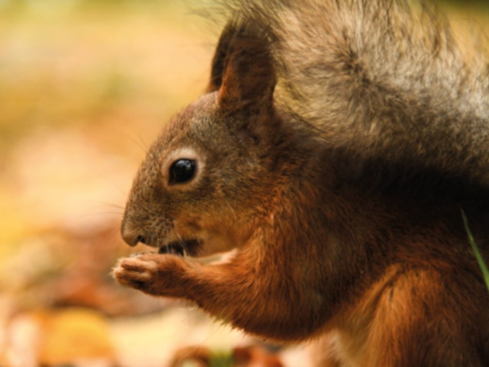 Белки в парке усадьбы Кривякино начали готовиться к зиме