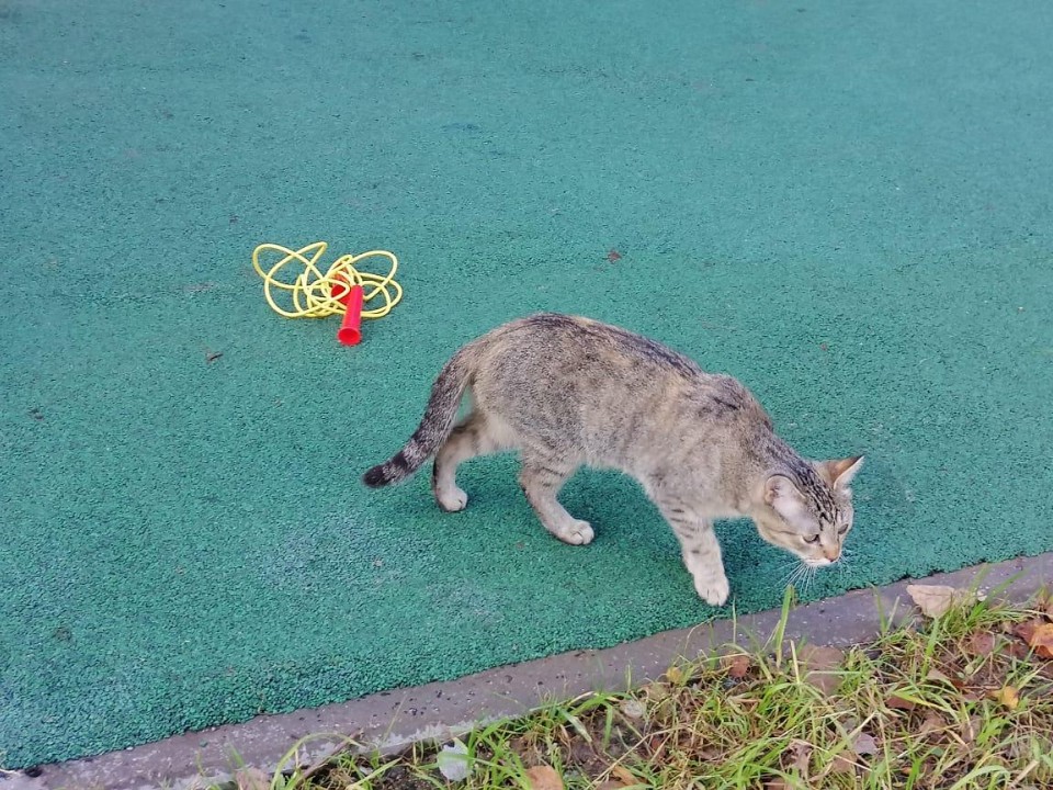 Кот Васька первым испытал новую спортплощадку в Восходе