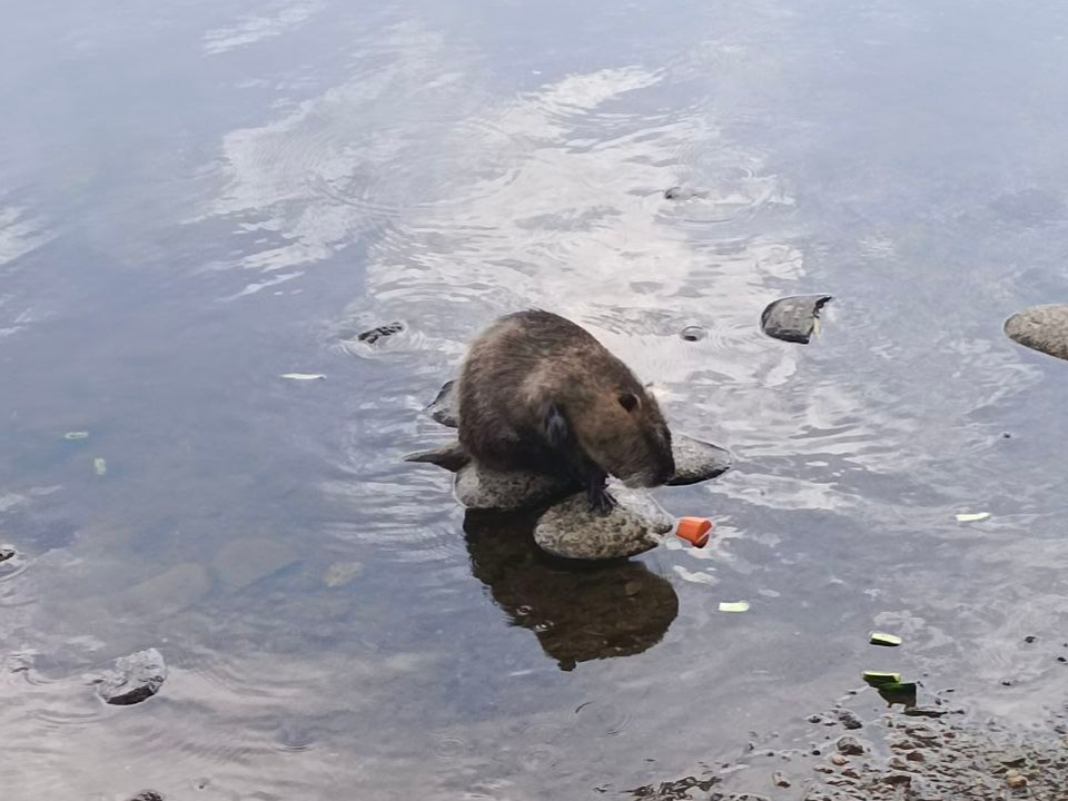 Нутрия размером с кошку гуляет по Пушкино и пугает жителей