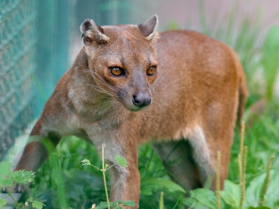 Как хищница с острова Мадагаскар прижилась на волоколамской земле