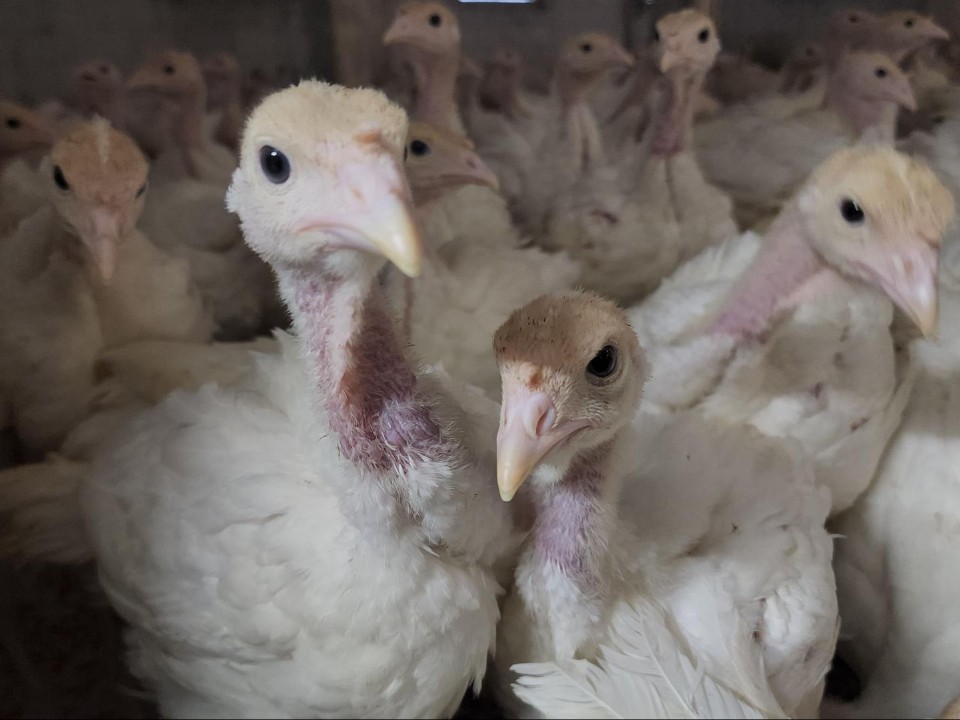 Как бережливое производство помогло птицеводам повысить качество продукции